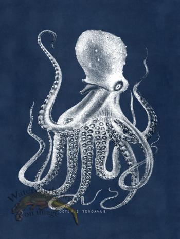 Octopus Blue 09